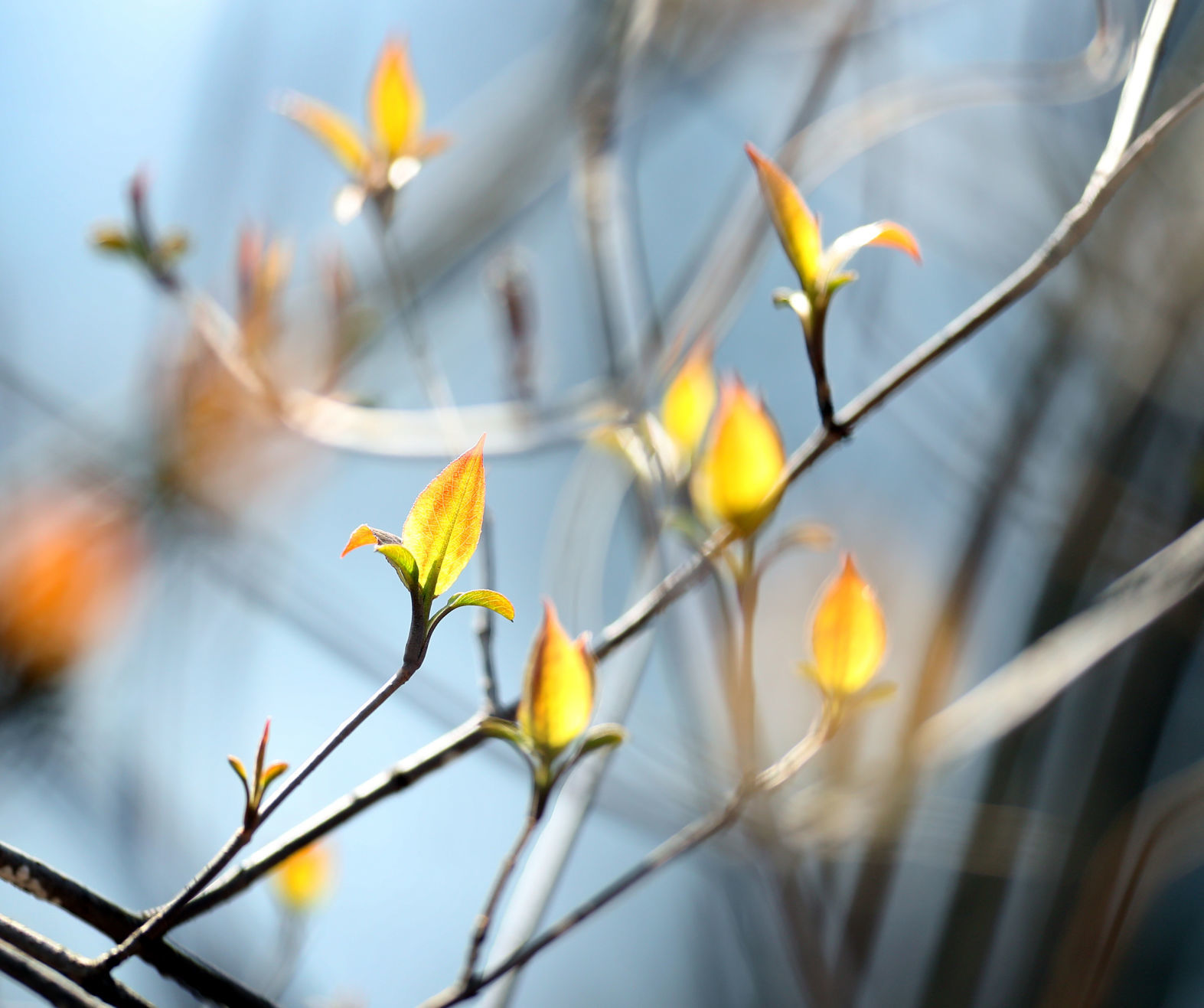 042320bp-bruggeman-park